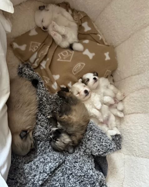 cucciolo di Pomeranian toy per adozione | Foto 6
