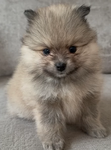 cucciolo di Pomeranian toy per adozione | Foto 5