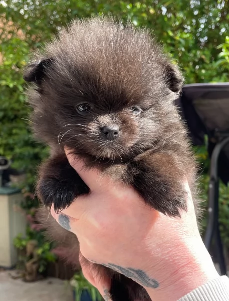 cucciolo di Pomeranian toy per adozione | Foto 3