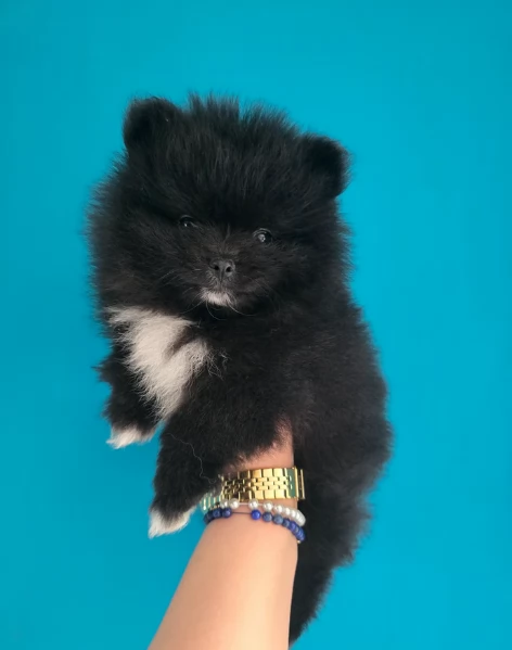 cucciolo di Pomeranian toy per adozione | Foto 2