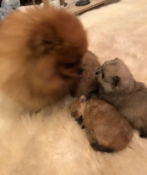 cucciolo di Pomeranian toy per adozione | Foto 5