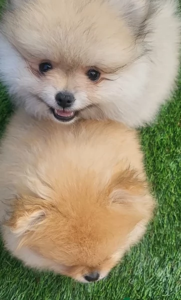 cucciolo di Pomeranian toy per adozione | Foto 4