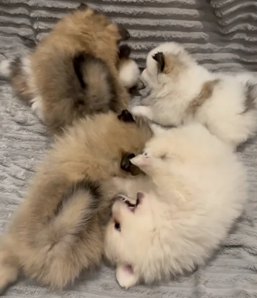 cucciolo di Pomeranian toy per adozione | Foto 0