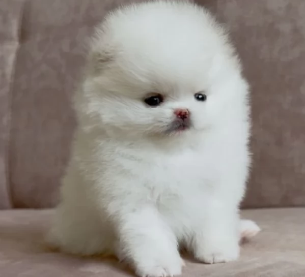 cucciolo di Pomeranian toy per adozione