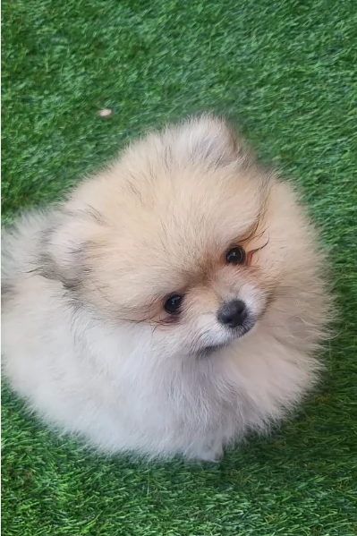 cucciolo di Pomeranian toy per adozione | Foto 6