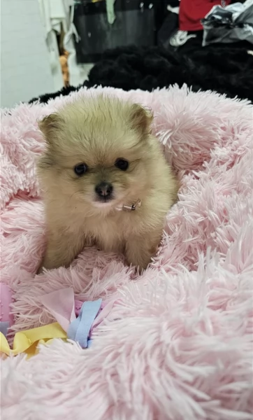 cucciolo di Pomeranian toy per adozione | Foto 5