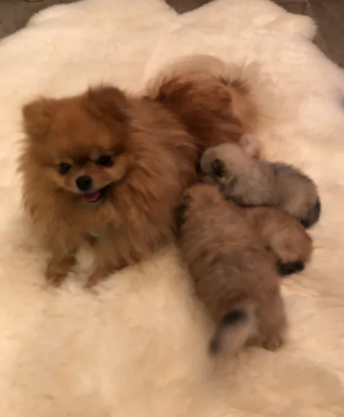 cucciolo di Pomeranian toy per adozione | Foto 3