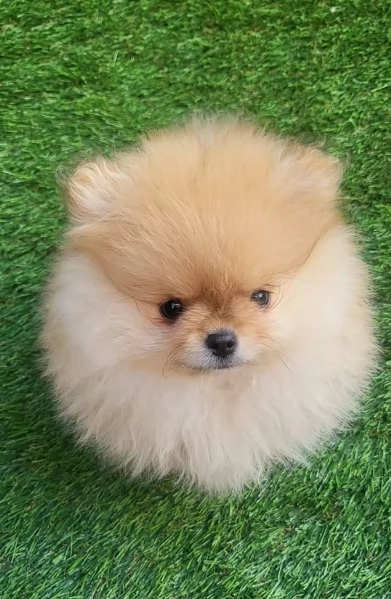 cucciolo di Pomeranian toy per adozione | Foto 1
