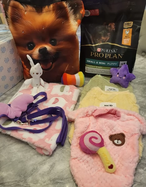 cucciolo di Pomeranian toy per adozione | Foto 0