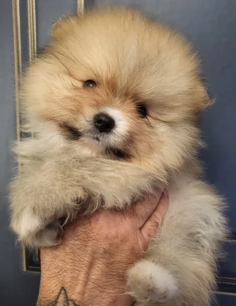 cucciolo di Pomeranian toy per adozione | Foto 10