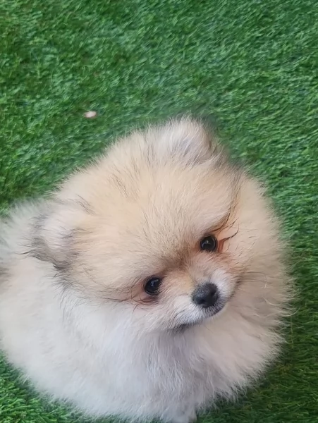 cucciolo di Pomeranian toy per adozione | Foto 9