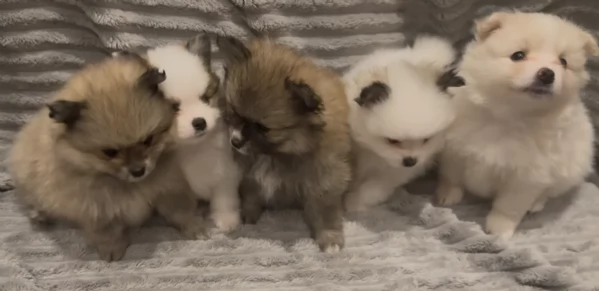cucciolo di Pomeranian toy per adozione | Foto 8