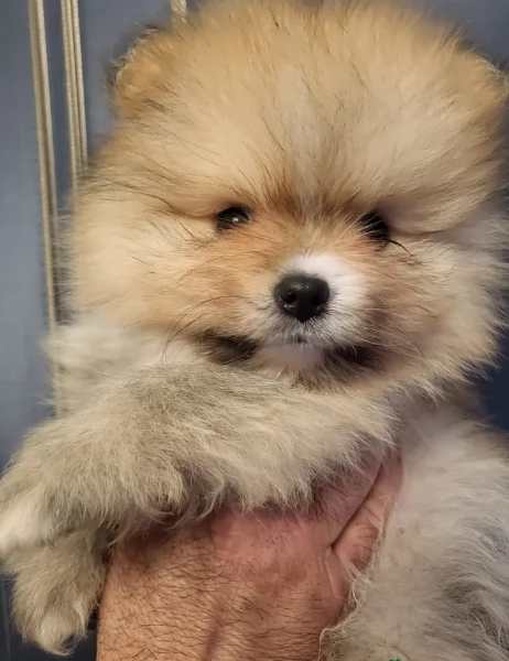 cucciolo di Pomeranian toy per adozione | Foto 7