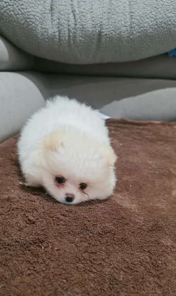 cucciolo di Pomeranian toy per adozione | Foto 2