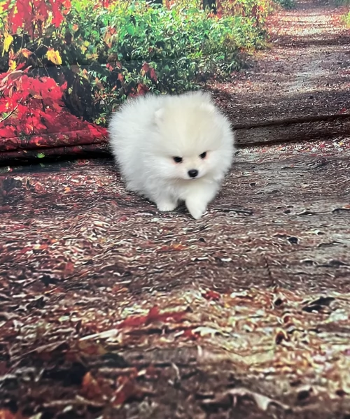 cucciolo di Pomeranian toy per adozione