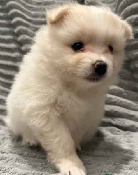 cucciolo di Pomeranian toy per adozione | Foto 12