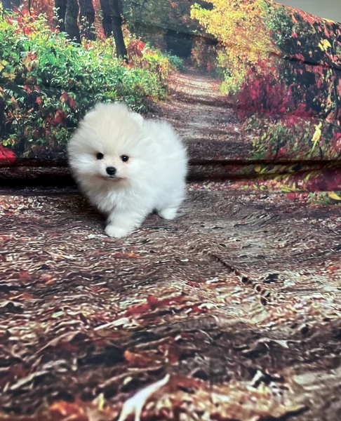 cucciolo di Pomeranian toy per adozione | Foto 11