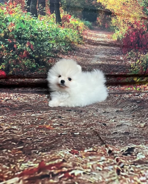 cucciolo di Pomeranian toy per adozione | Foto 10