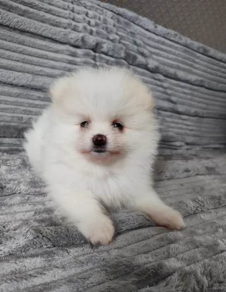 cucciolo di Pomeranian toy per adozione | Foto 4
