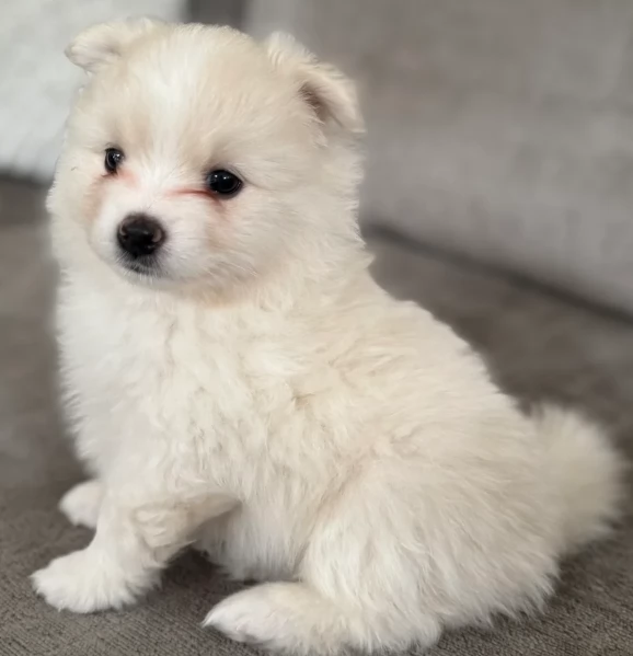 cucciolo di Pomeranian toy per adozione | Foto 2