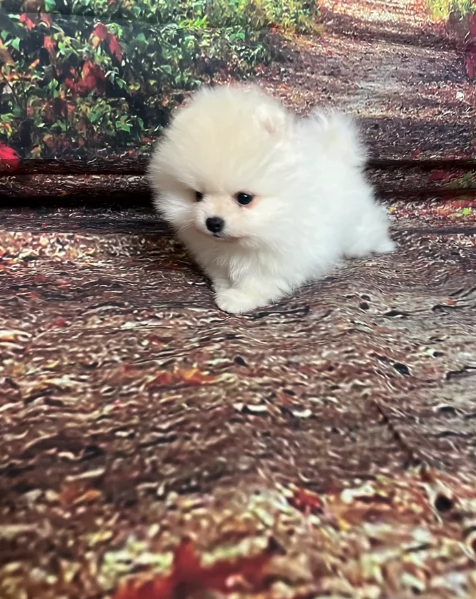 cucciolo di Pomeranian toy per adozione | Foto 0