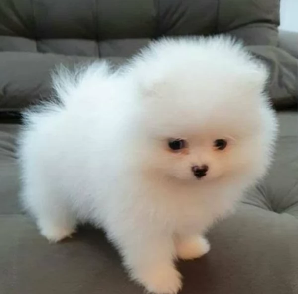 cucciolo di Pomeranian toy per adozione | Foto 11