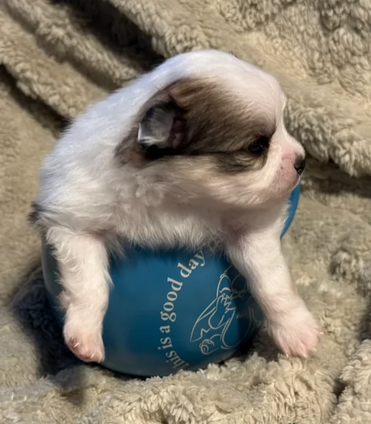 cucciolo di Pomeranian toy per adozione | Foto 9