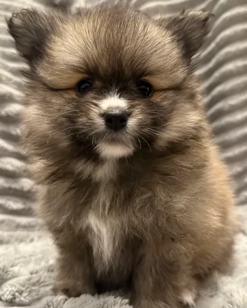 cucciolo di Pomeranian toy per adozione | Foto 6