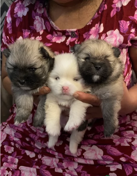 cucciolo di Pomeranian toy per adozione | Foto 4