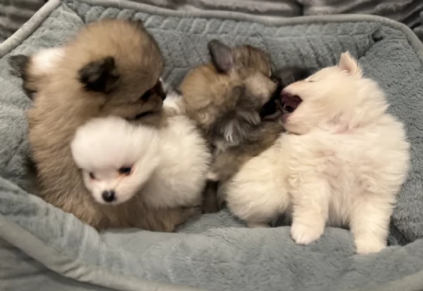 cucciolo di Pomeranian toy per adozione | Foto 3