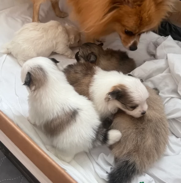 cucciolo di Pomeranian toy per adozione | Foto 7