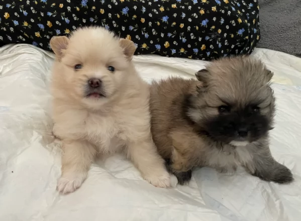 cucciolo di Pomeranian toy per adozione | Foto 6