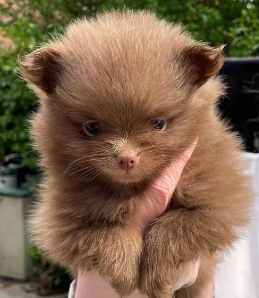 cucciolo di Pomeranian toy per adozione | Foto 3