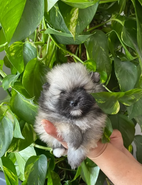 cucciolo di Pomeranian toy per adozione | Foto 2