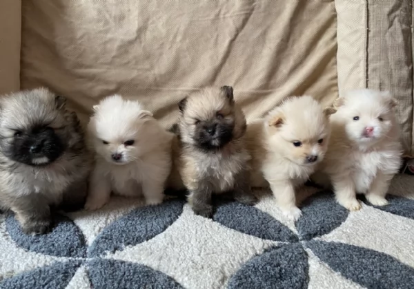 cucciolo di Pomeranian toy per adozione | Foto 1