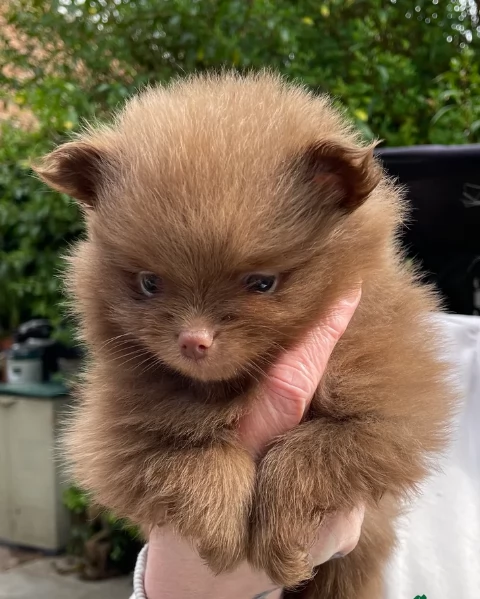 cucciolo di Pomeranian toy per adozione | Foto 0