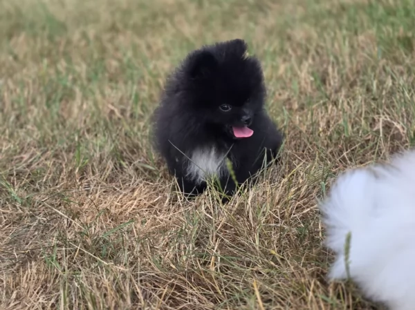 cucciolo di Pomeranian toy per adozione | Foto 10