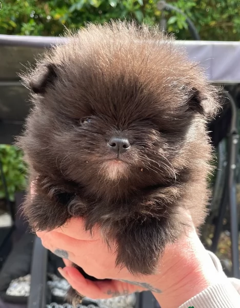 cucciolo di Pomeranian toy per adozione | Foto 9