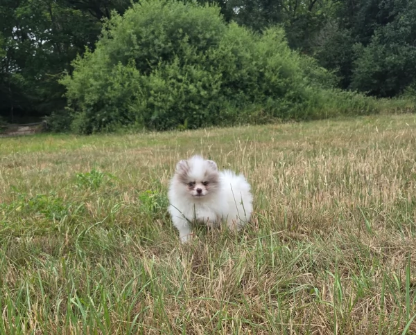 cucciolo di Pomeranian toy per adozione | Foto 8