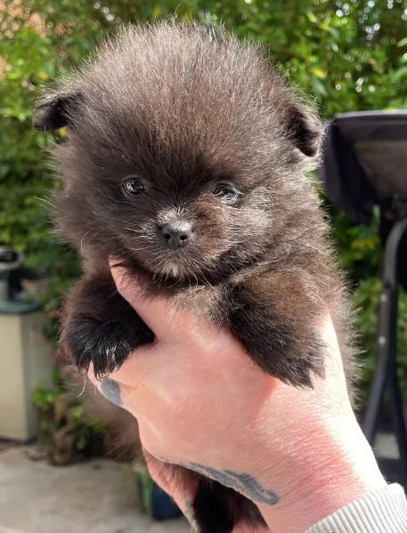 cucciolo di Pomeranian toy per adozione | Foto 7