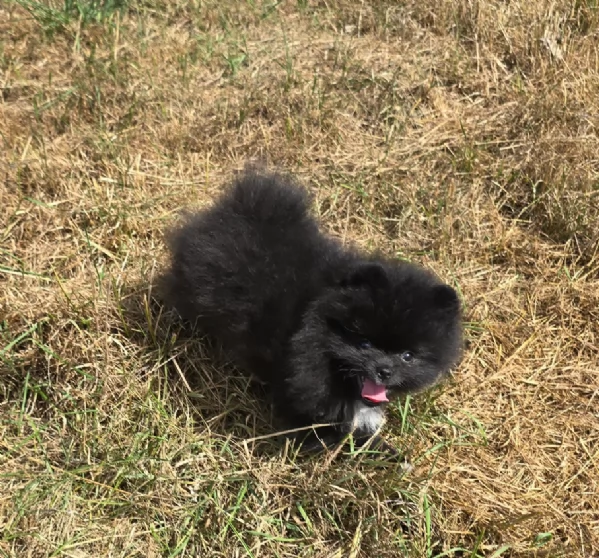 cucciolo di Pomeranian toy per adozione | Foto 5