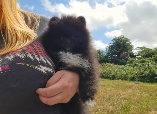 cucciolo di Pomeranian toy per adozione | Foto 4