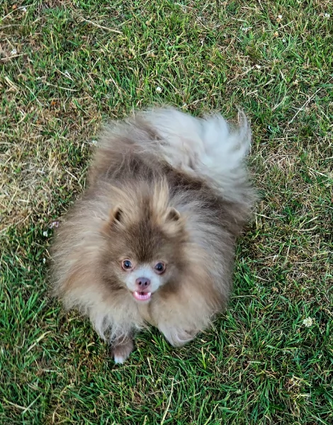 cucciolo di Pomeranian toy per adozione | Foto 3