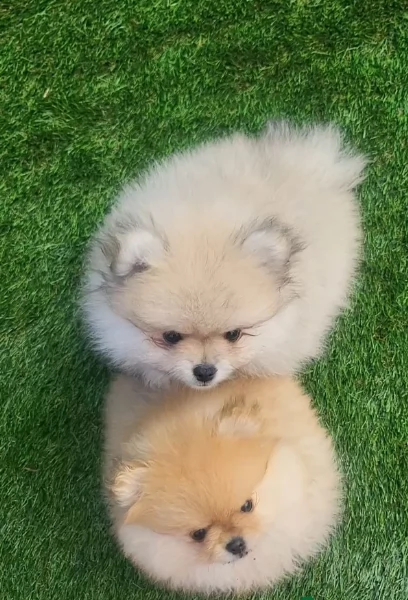 cucciolo di Pomeranian toy per adozione | Foto 3