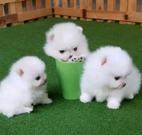 cucciolo di Pomeranian toy per adozione | Foto 0