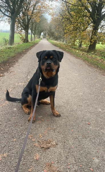  REGALO ROTTWEILER  | Foto 2