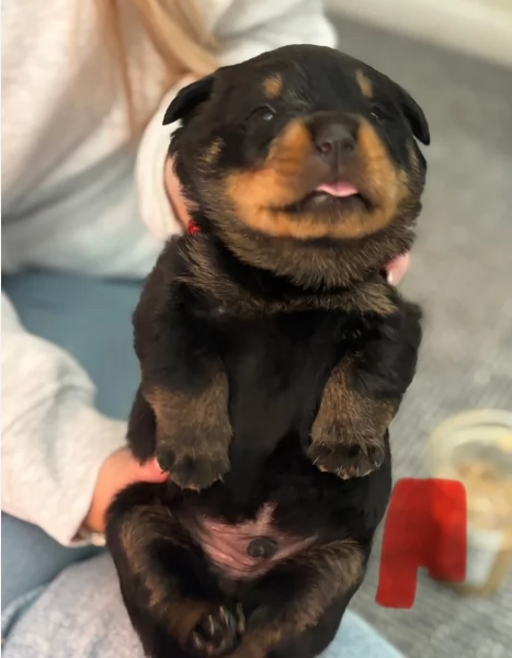  REGALO ROTTWEILER  | Foto 5