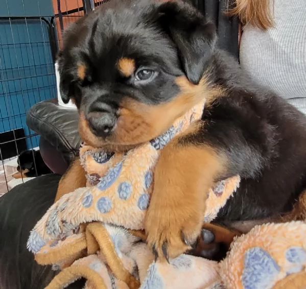  REGALO ROTTWEILER  | Foto 3