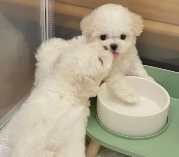 Maltese toy cuccioli 