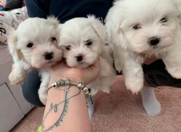 Maltese toy cuccioli  | Foto 3